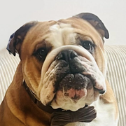 Victor 41260226
