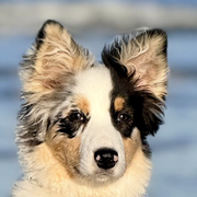 Aspen 20290126