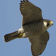 Wanderfalke (Foto: Max Dorsch)