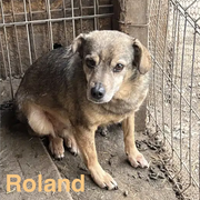 1 Tier in Rumänien dank Namenspatenschaft ROLAND durch Pro Dog Romania eV