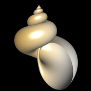 Schnecke - glatte Oberfläche