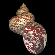 Schnecke - strukturierte Oberfläche mit Farbflecken