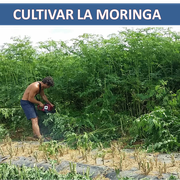 CULTIVAR MORINGA