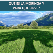 QUE ES LA MORINGA Y PARA QUE SIRVE?