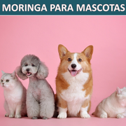 MASCOTAS