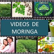 VIDEOS DE MORINGA