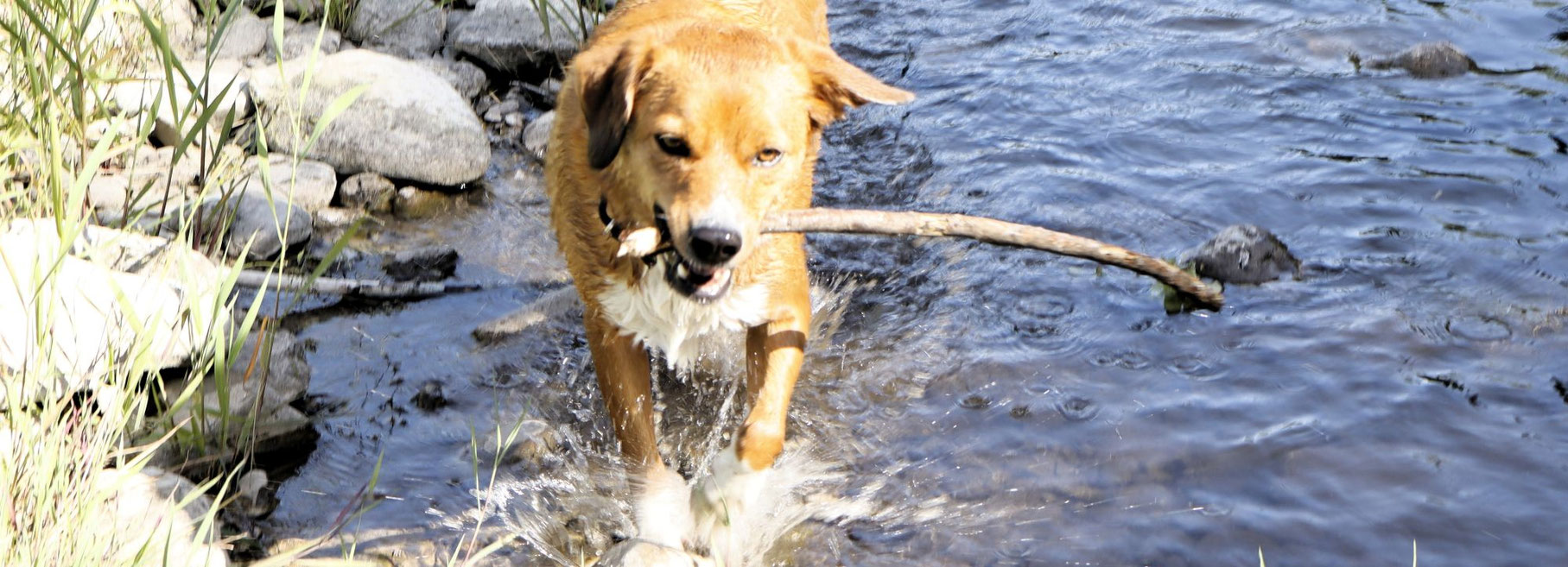 sprung aus dem Wasser-kleopatra von der wimmerfarm