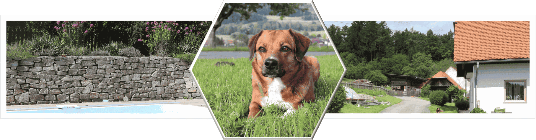 der Bauernhof von Roswitha und Josef Wimmer befindet sich in der Steiermark. Neben der Hunde- und Ziegenzucht leben noch Hühner, Katzen am Hof. Für uns wichtig-das alle Tiere den nötigen Freiraum haben.