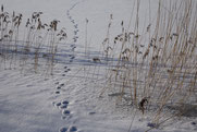 © Dr. E. Pfeuffer, LBV Bildarchiv
