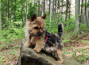 Norwich Terrier