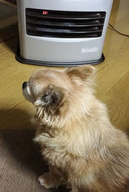 ストーブにあたる愛犬