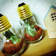 DIY 植物 電球