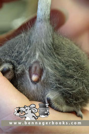 Degu, GeschlechtsbestimmungDegu, Deguskaufen, Strauchratte, Octodondegus, BenNager, deguszüchten, deguzucht, degubabys 