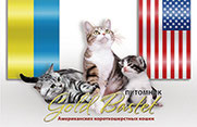 Pitomnik amerikanskih korotkoshyerstnih koshek kotov; Gold Bastet Kennel;  American Shorthair Cats Cattery; Kiev; Ukraina; Ukraine; Svetlana Grishko; 