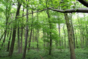 Dodebeekbos