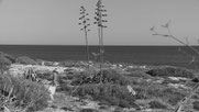 Lampedusa by Peter Schreiner