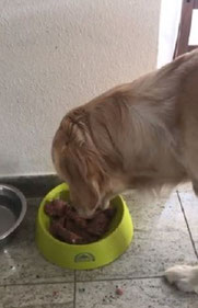 Richtige Futterumstellung bei Hunden - Umstellung auf Reico Hundefutter