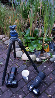 Sebastian Vogel, gartenteich, makrofotografie, vogel-naturfoto