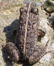 両生類 千葉県野生生物研究会