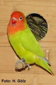 Dilute Agapornis lilianae (Erdbeerköpfchen)