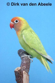 Dilute Agapornis nigrigenis (Rußköpfchen)