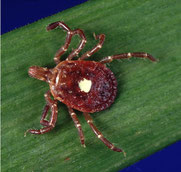 lone star tick - photo via the CDC