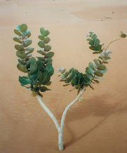 Les plantes du désert marocain