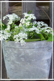 Tolle Blumenarrangements im Laden von Sternschnuppe home & garden in Eichelhardt, Goldwiese 7, 57612 Eichelhardt