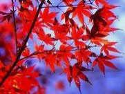 上鷺宮区民センターの花だより