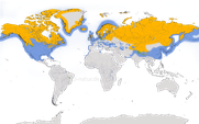 Karte zur Verbreitung der Meerenten und Säger