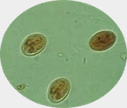 image de kystes de giardia sur fond vert pour montrer la giardiose chez le chien le chiot par coach canin 16 éducateur canin en charente