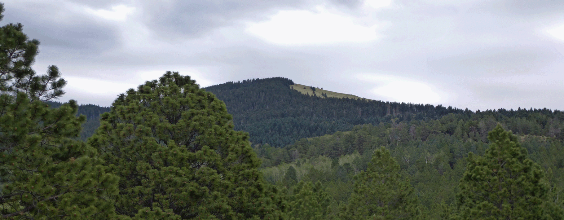 A bit of the CDT on Mount Taylor dogofthedesert