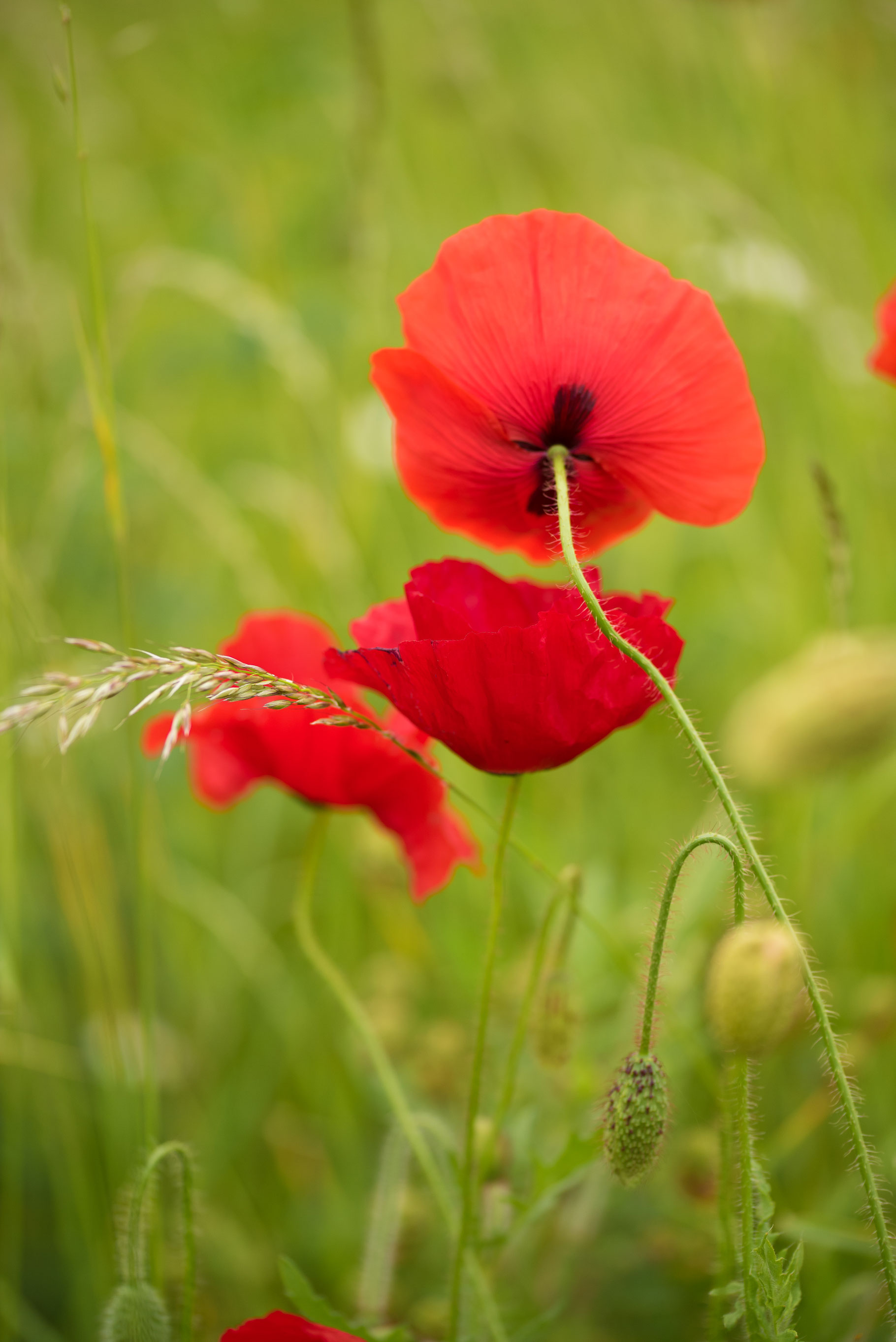 Het verhaal achter de klaproos, mrtfotografie,