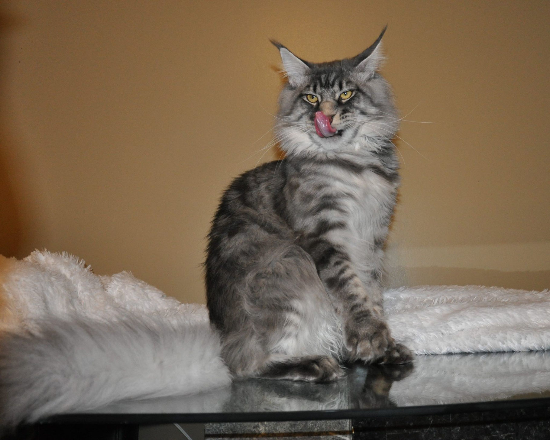 Kievan Steel of EuroCoons Blue Silver Mackerel Male