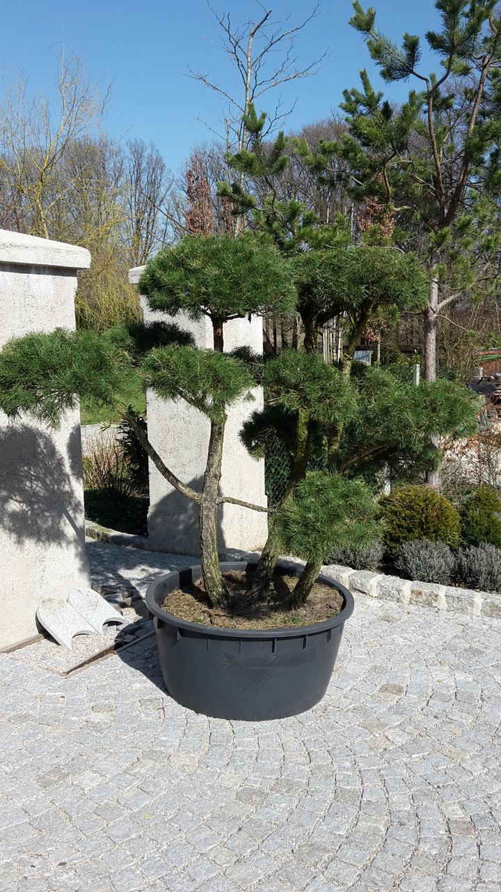 Kiefer Bonsai - 3a-gartens Webseite!