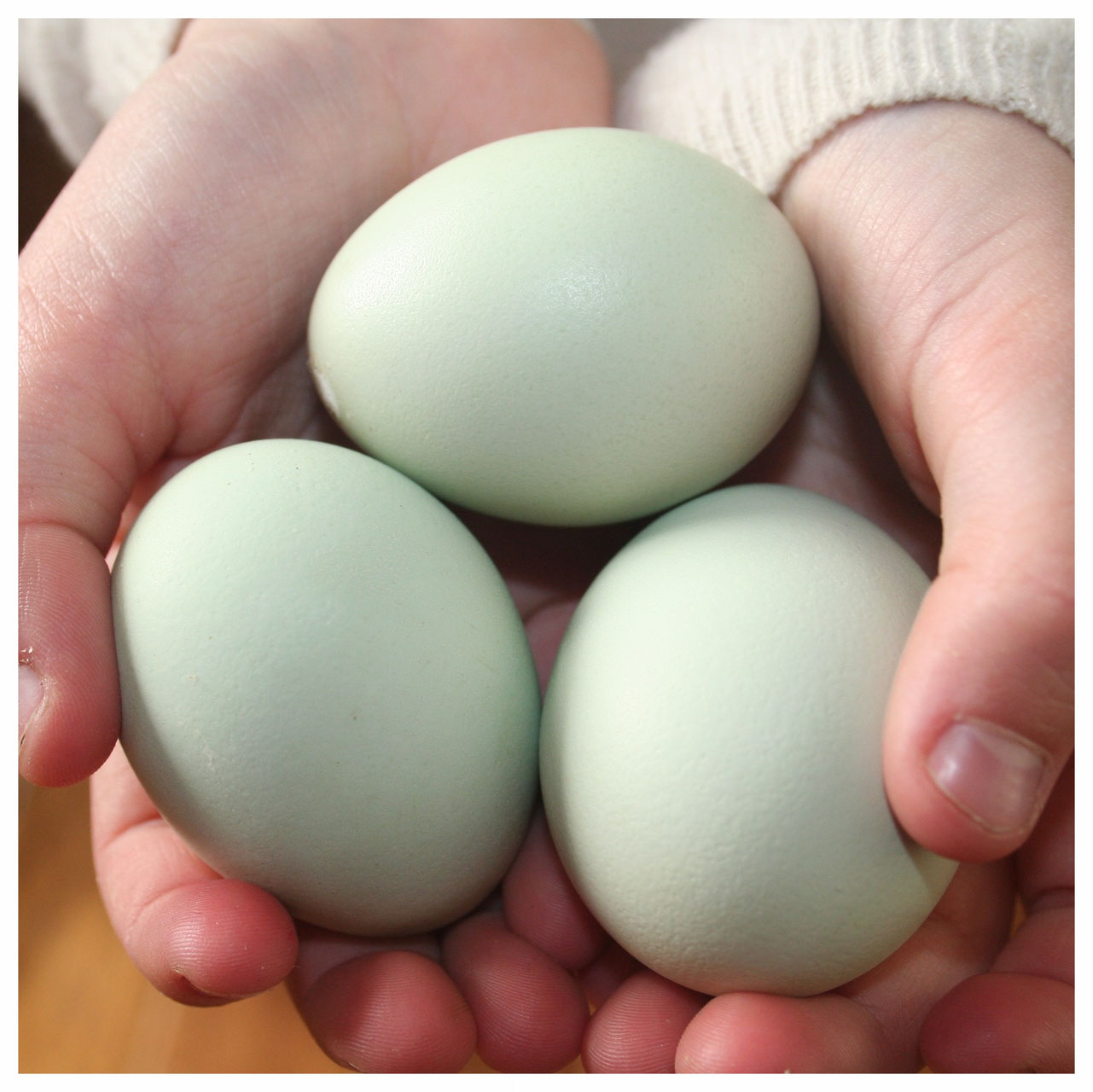 Crested Cream Legbars Sheppard Ranch