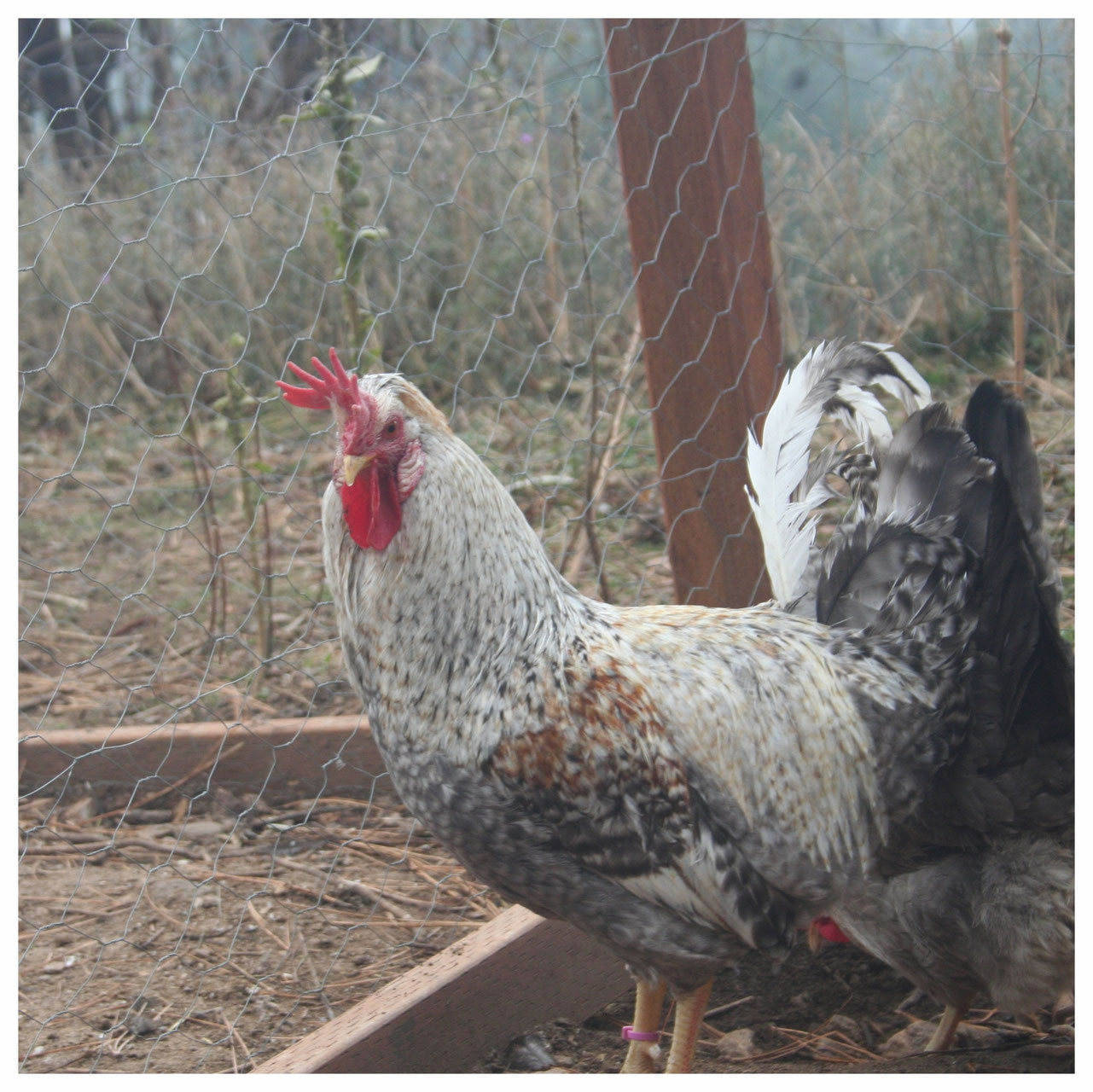 Crested Cream Legbars Sheppard Ranch
