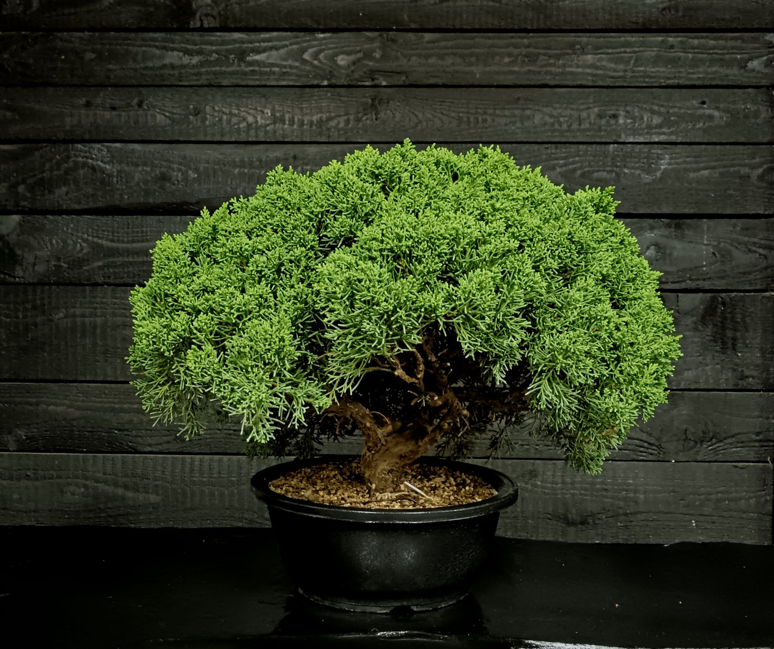 PRE-BONSAI - bonsaidenniss Webseite!