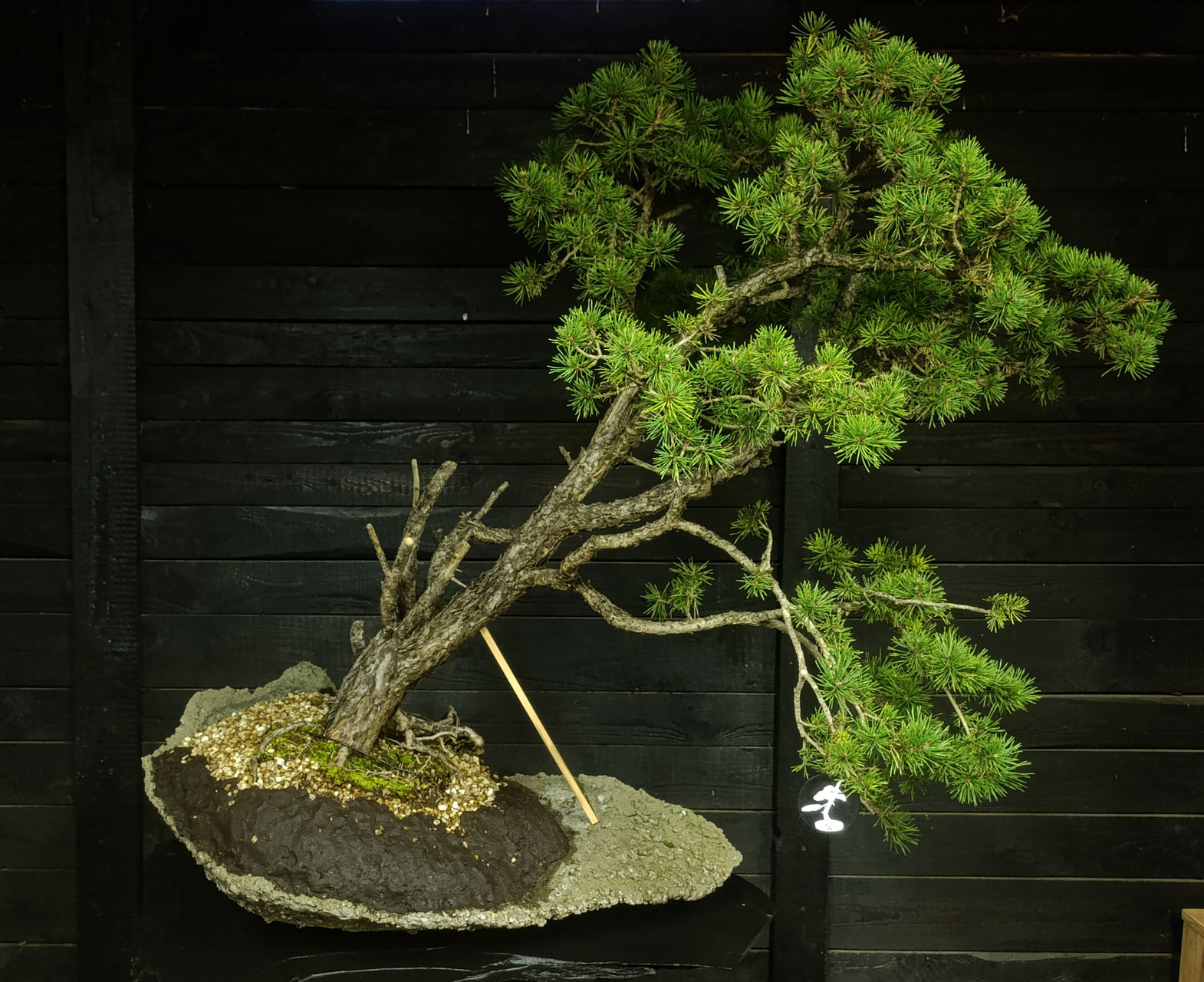 szechuan bonsai Sweet Plum Styled Import (Sageretta Theezan) main image 0