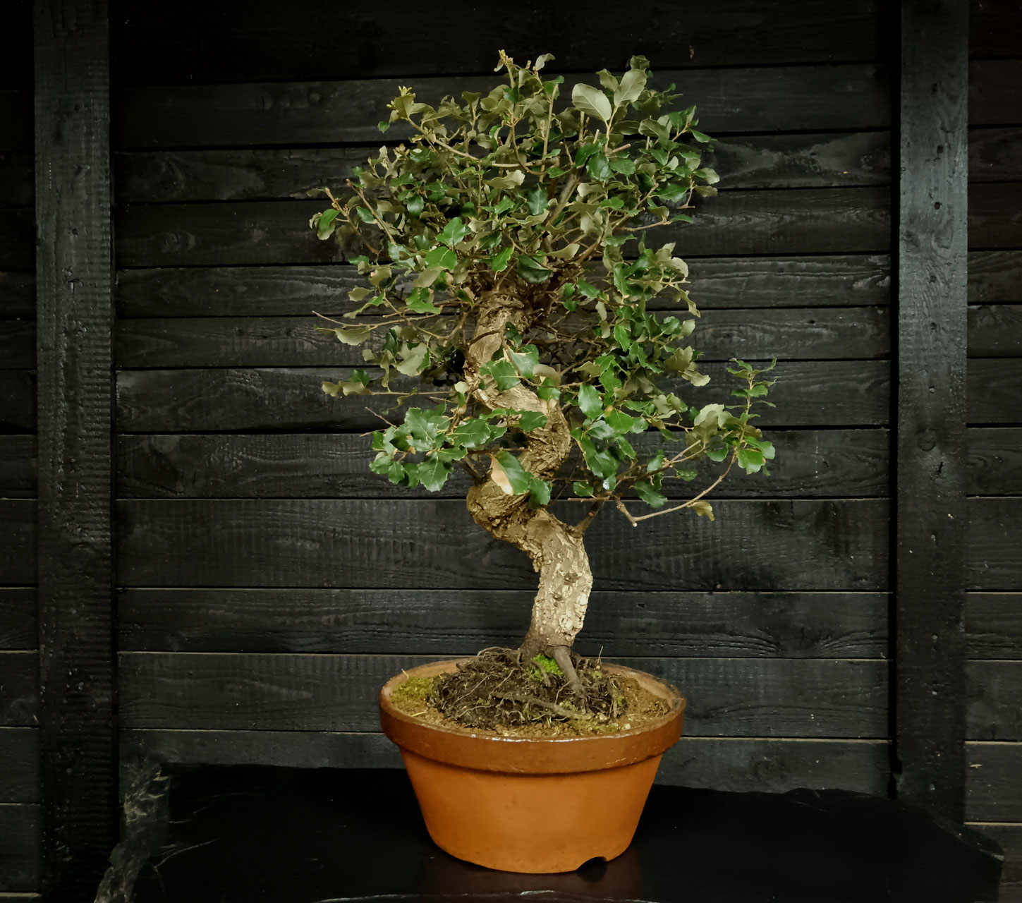 PRE-BONSAI - bonsaidenniss Webseite!