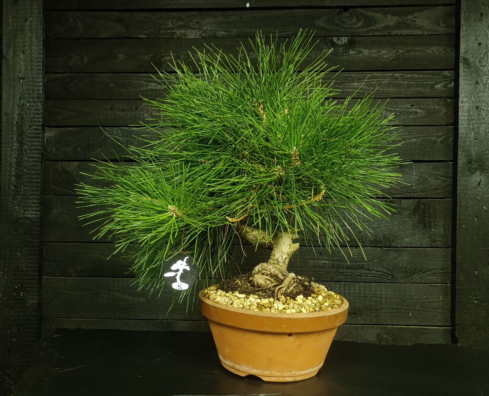 PRE-BONSAI - bonsaidenniss Webseite!