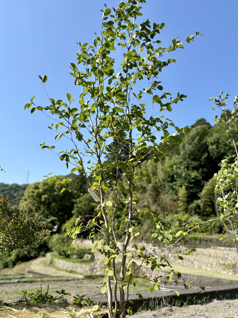 シマトネリコ株立ち。端正な姿の2m。