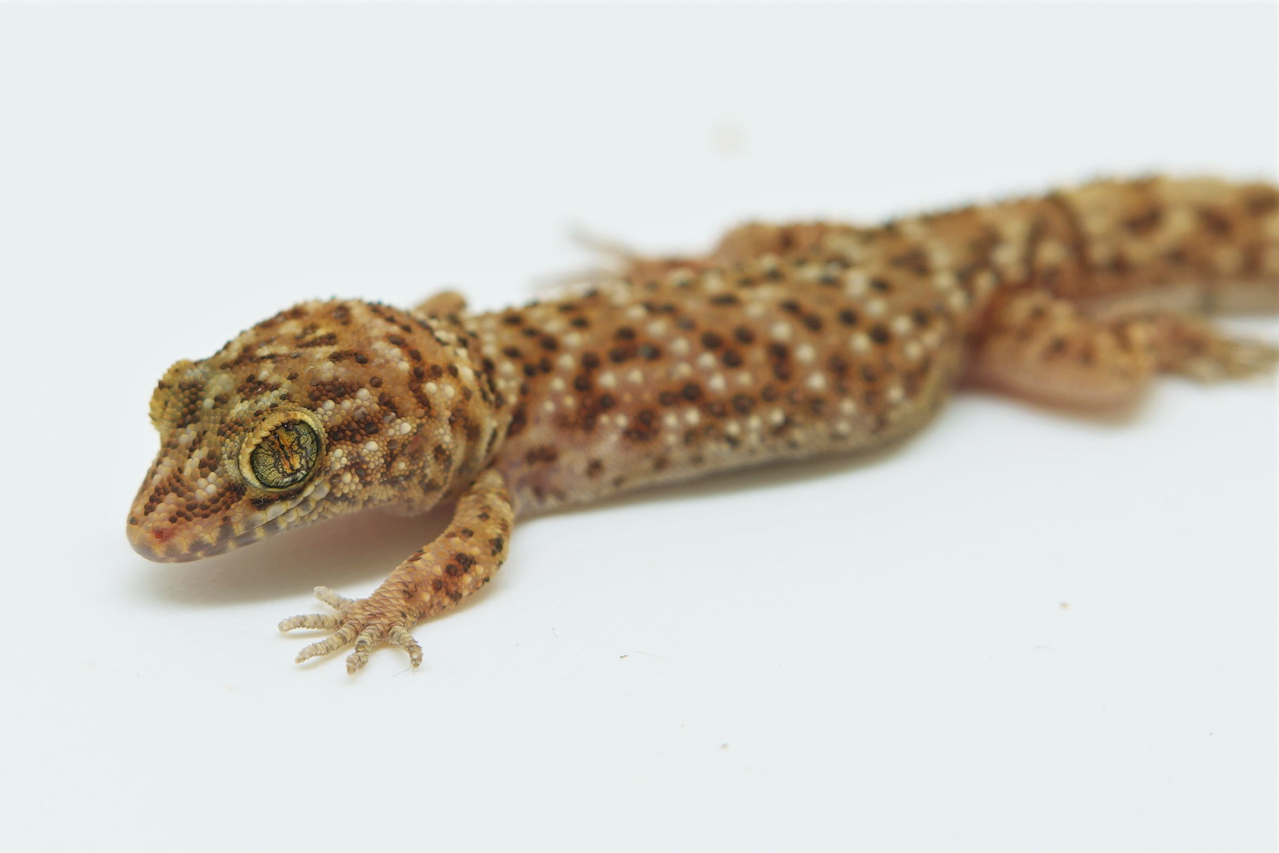 Geckos - Tropen & Exoten Freiburg
