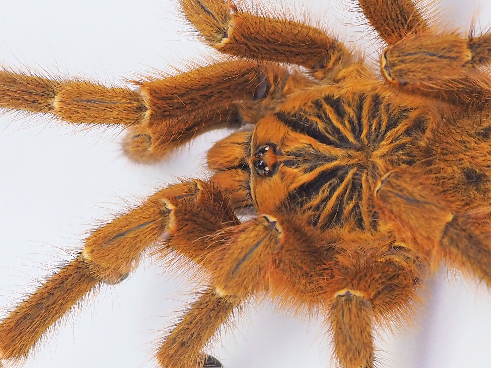 Vogelspinnen - Tropen & Exoten Freiburg