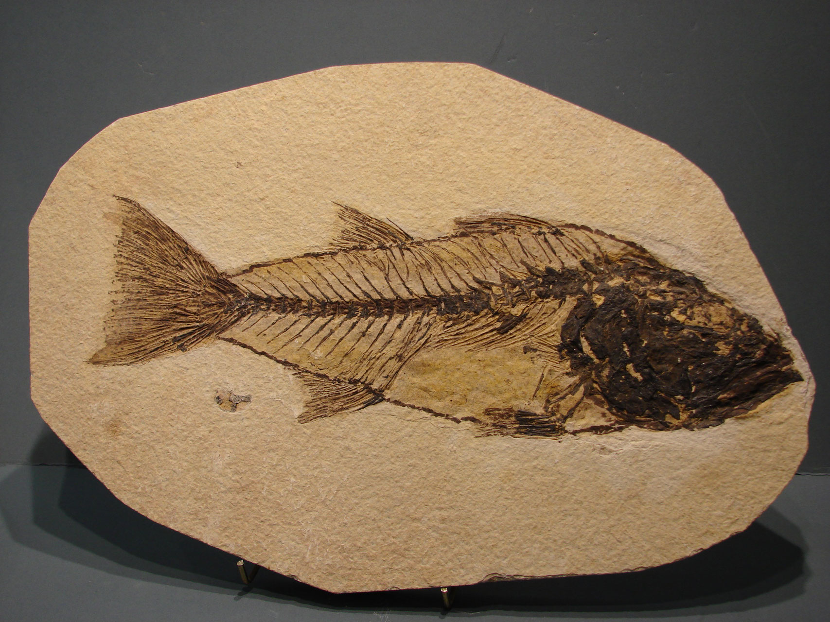 Fish Fossils fossils,crystals,trilobites