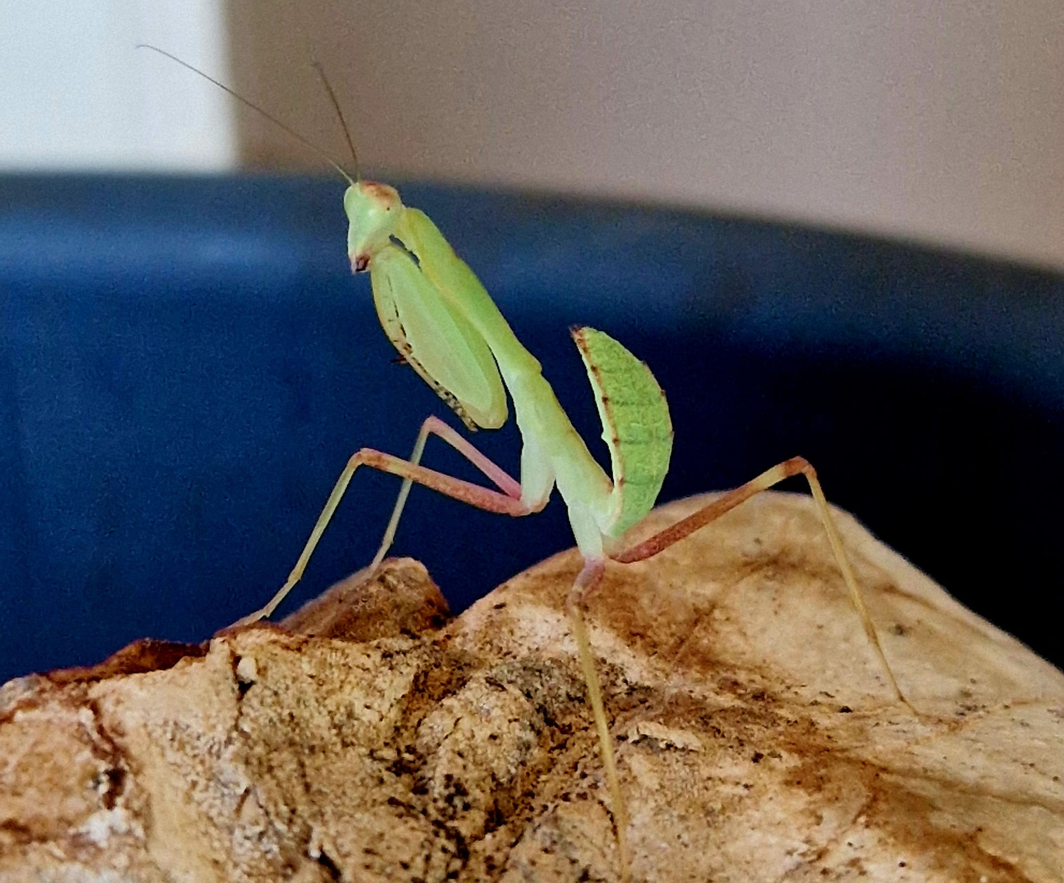 Mantiden / Gottesanbeterin - vogelspinne-ostschweizs Webseite!