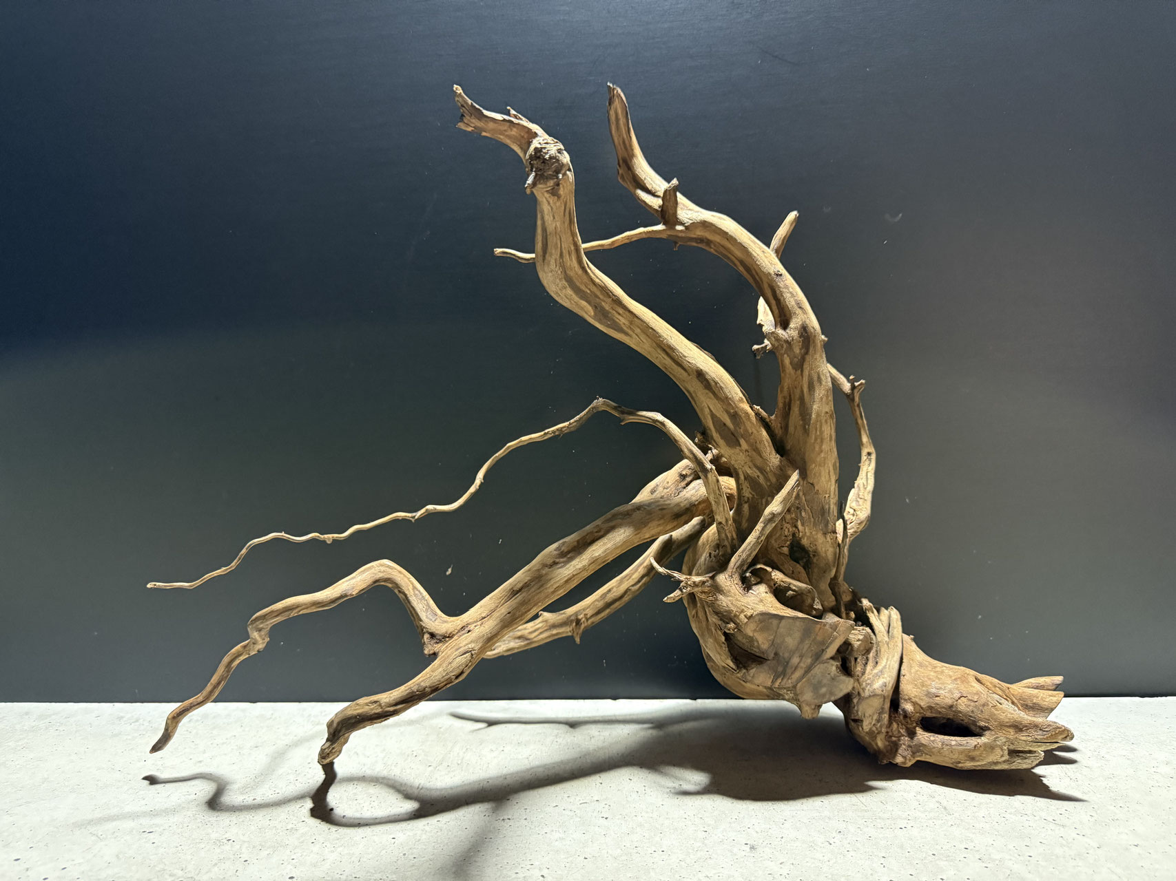 大型流木の通販、販売、エレファントウッドなら水槽素材 - 水槽素材