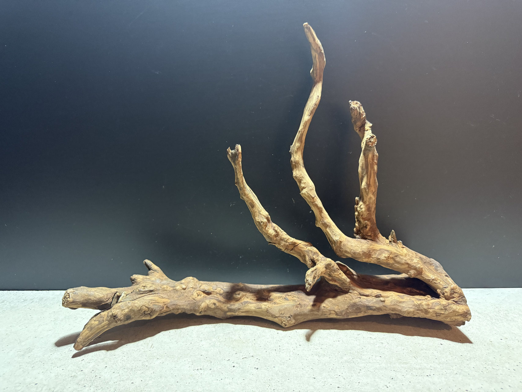 スマトラウッド　水槽用流木 選べるスマトラウッドM - 水槽素材【公式】