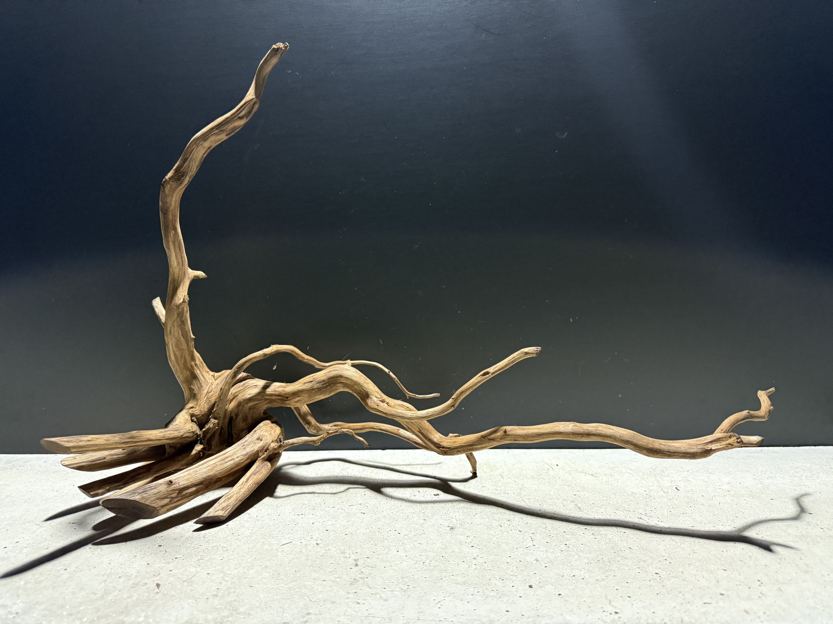 スマトラウッド　Lサイズ 選べるスマトラウッドL - 水槽素材【公式】