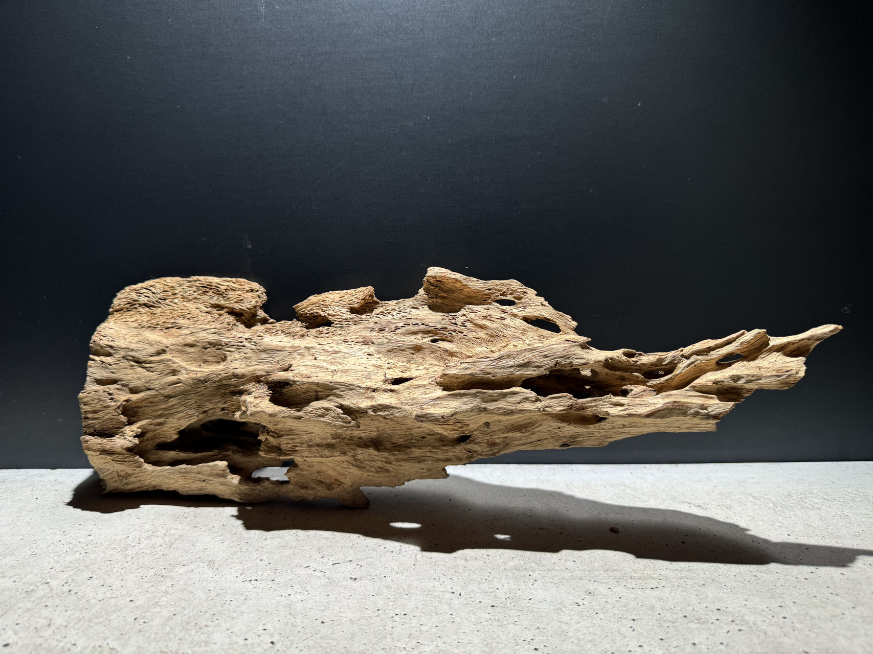 アクアリウムや爬虫類の流木ならスラウェシウッド - 水槽素材【公式】